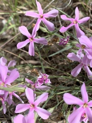 Phlox longifolia