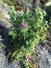 Cirsium andrewsii