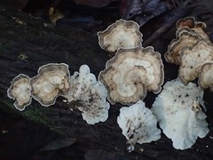 Trametes menziesii