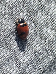 Hippodamia glacialis lecontei