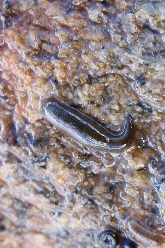 Erpobdella punctata