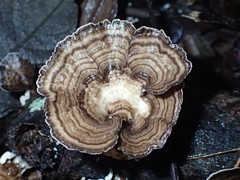Trametes menziesii