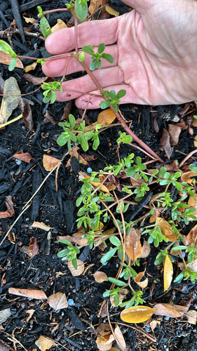 Common Purslane