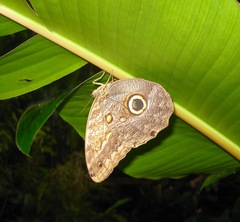 Caligo telamonius memnon