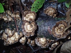 Trametes menziesii