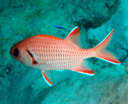 Myripristis berndti observed 2026-10-13