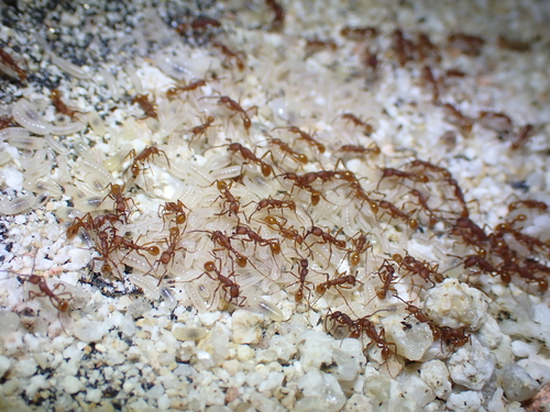 Legionary Ants