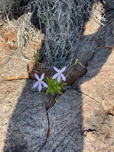 Lithotoma petraea observed 2026-10-14