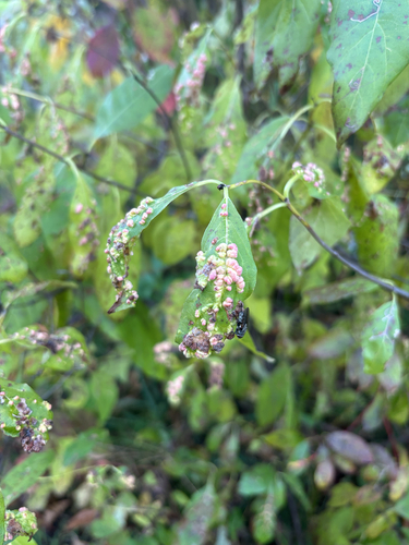 Buttonbush Mite