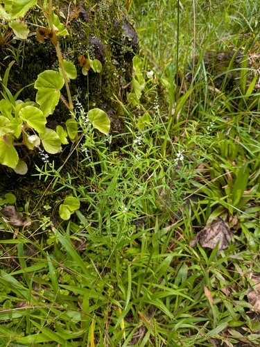 Polygala paniculata observed 2026-10-05