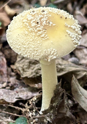 Poison Champagne Amanita