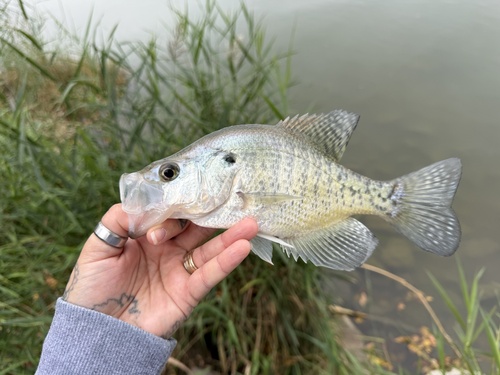 White Crappie