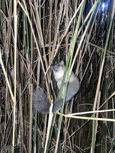 European Fat Dormouse