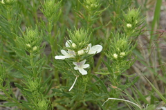 Teucrium laciniatum