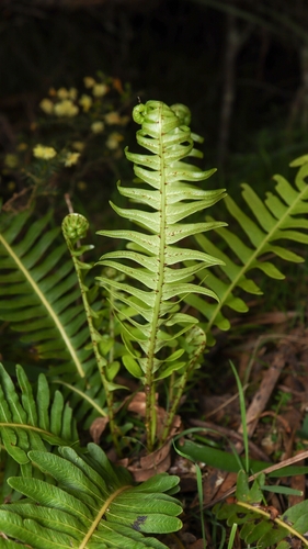 Fishbone water-fern