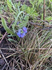 Mertensia oblongifolia