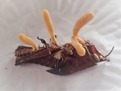 Beauveria locustiphila