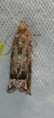 Epiblema abruptana