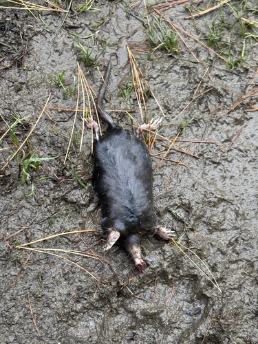Star-nosed Mole observed by elamond