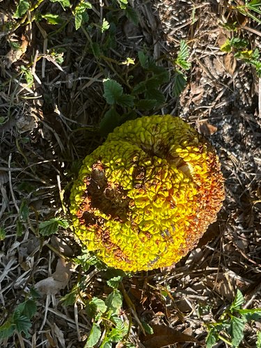 Osage-orange
