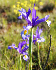 Iris xiphium