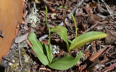 Platanthera elongata