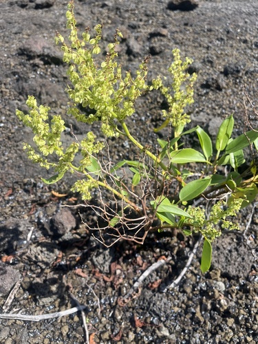 Rumex skottsbergii observed 2026-10-14