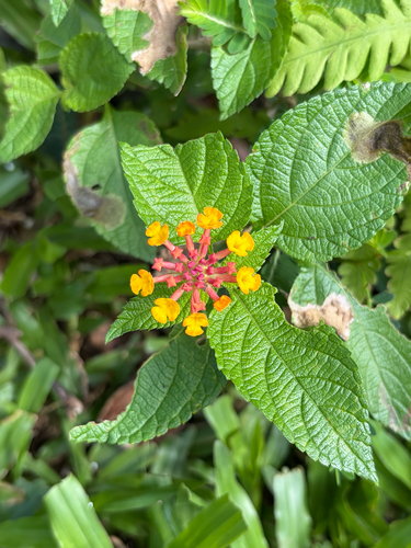 Lantana camara observed 2026-10-14