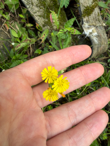 Youngia japonica observed 2026-10-14