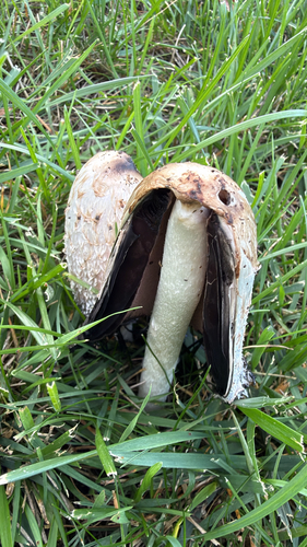 Shaggy Mane