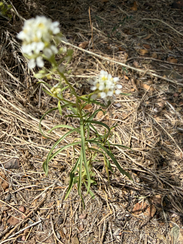 Mesa Pepperwort