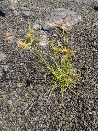 Cyperus polystachyos observed 2026-10-14