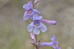 Penstemon fendleri