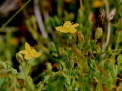 Hypericum pusillum