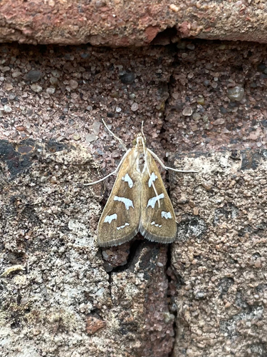 Fractured Western Snout