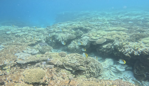 Chaetodon lineolatus observed 2026-10-11