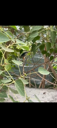 Black-crowned Night Heron