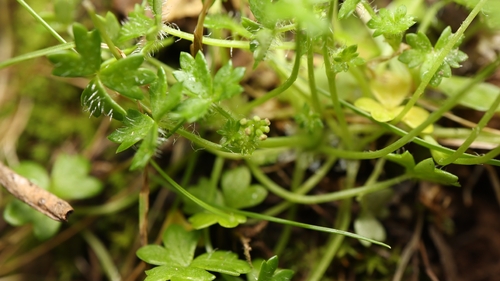 Hydrocotyle foveolata