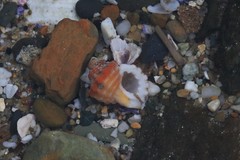 Turritriton labiosus