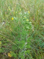 Potentilla argentea