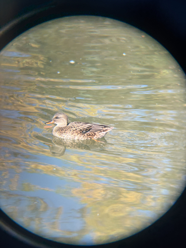 Gadwall