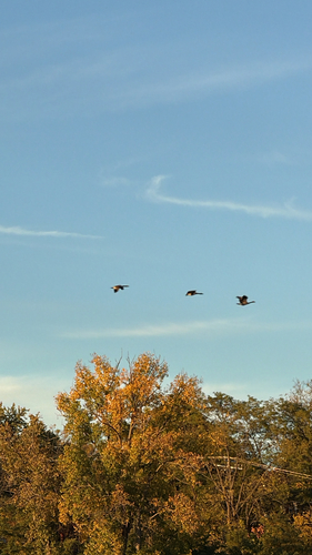 Branta canadensis observed 2026-10-14