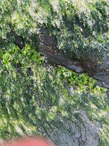 Ulva lactuca observed 2026-10-14