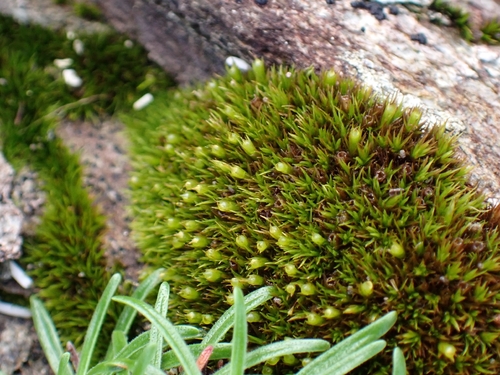 Schistidium maritimum observed 2026-10-14