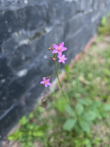 Jewels of Opar