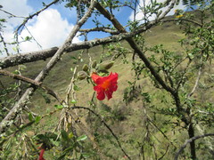 Cantua buxifolia