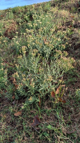 False Boneset