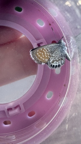 Western Pygmy-Blue
