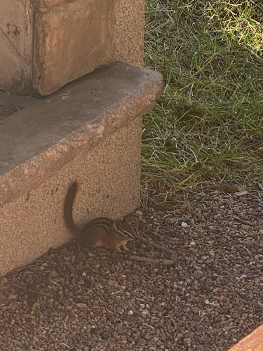 Buff-bellied Chipmunk observed by outdoorsy959