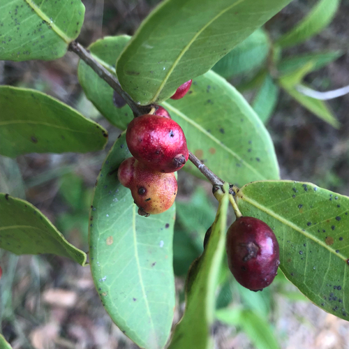Eugenia bimarginata, 2026-10-14